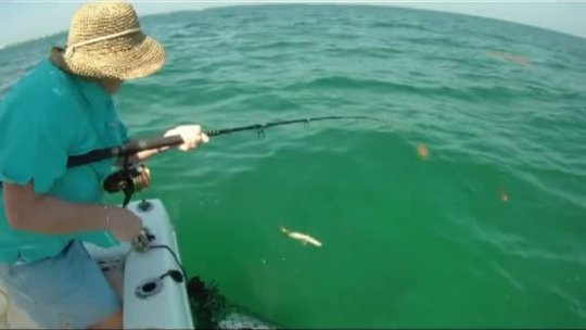 JD and Bev Catching Hogfish