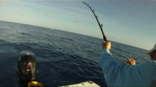 JD's 150lb Goliath Grouper