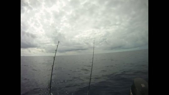 November Dolphin Off the Reef