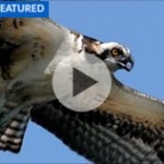 feature channel – osprey nest of kent county